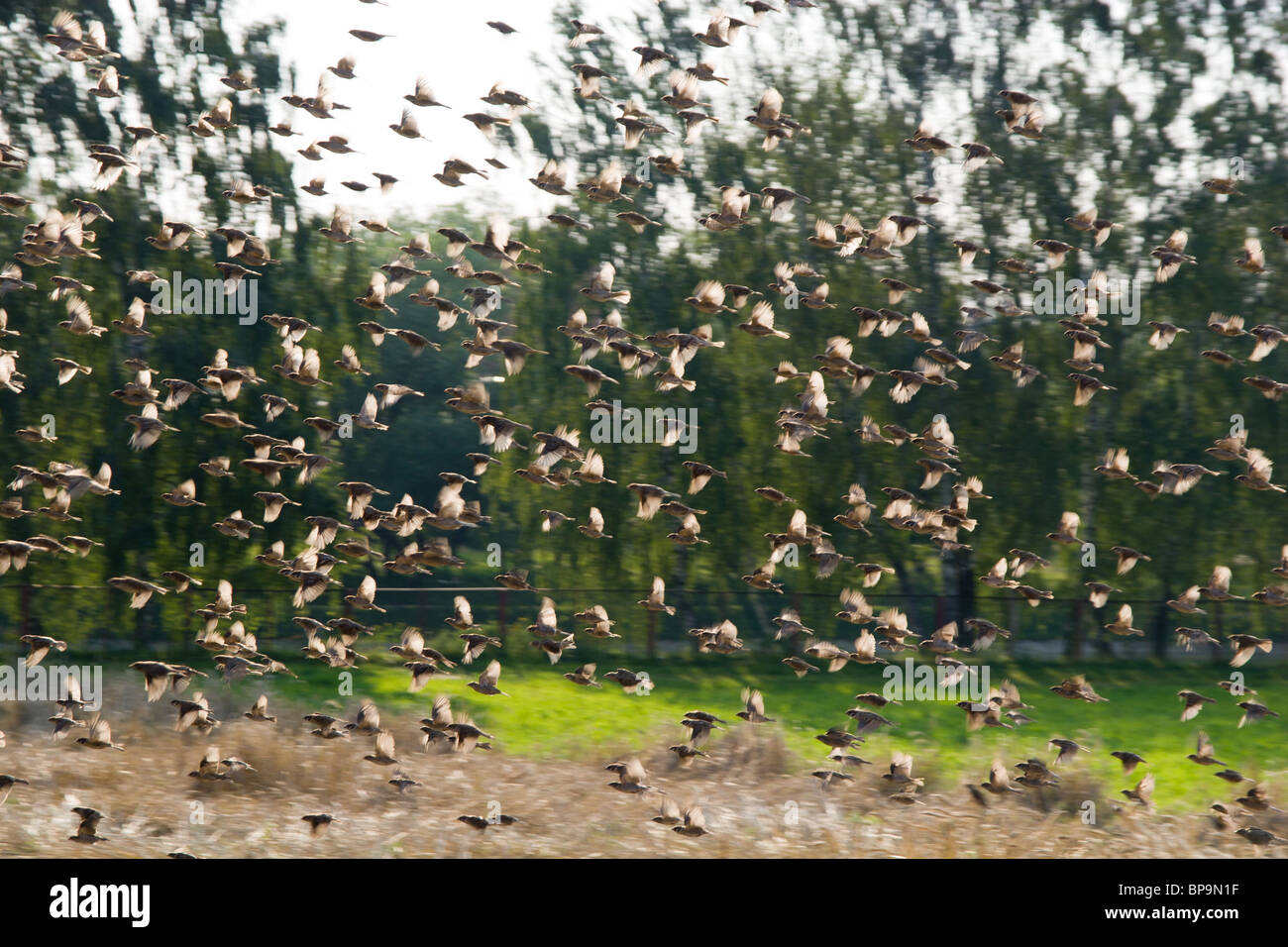 Il grande volo di passeri in volo su un campo di cereali. Foto Stock