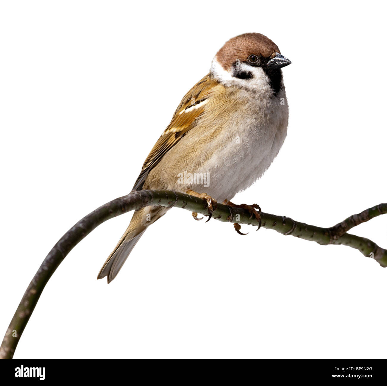 Tree Sparrow davanti a uno sfondo bianco, isolata. Sparrow appollaiate su un ramo dell'albero. Foto Stock