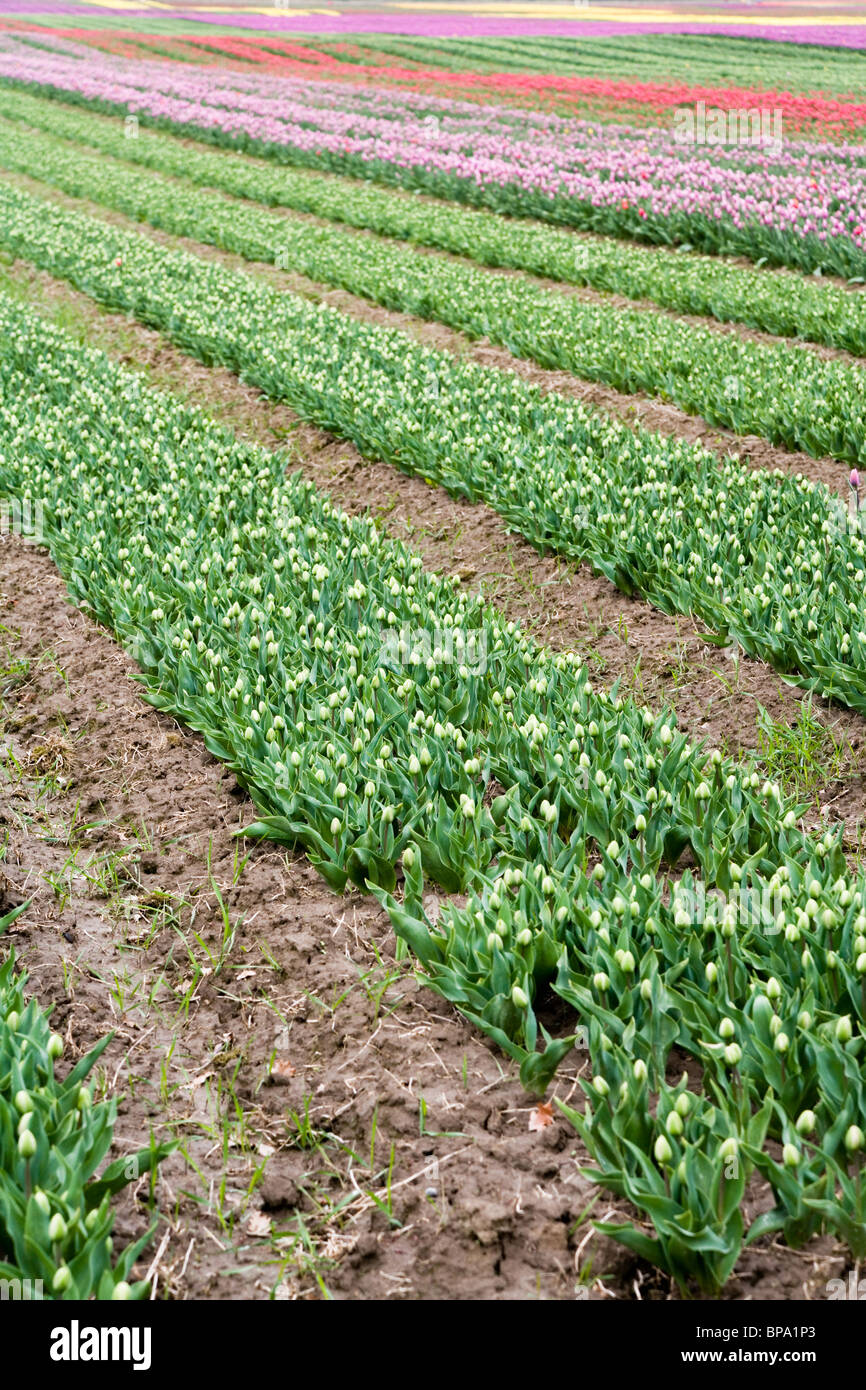 Rosa campo di tulipani di background Foto Stock