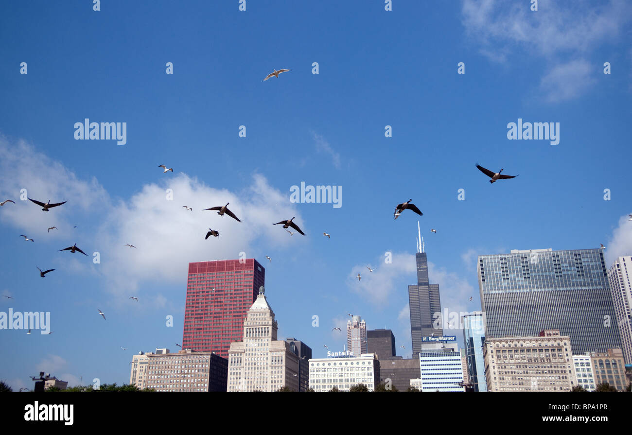 Gli uccelli di migrazione di atterraggio sulla città Foto Stock