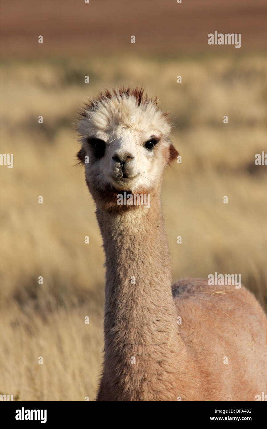 Ritratto di Alpaca (Vicugna pacos), specie animali domestiche di South American camelid Foto Stock