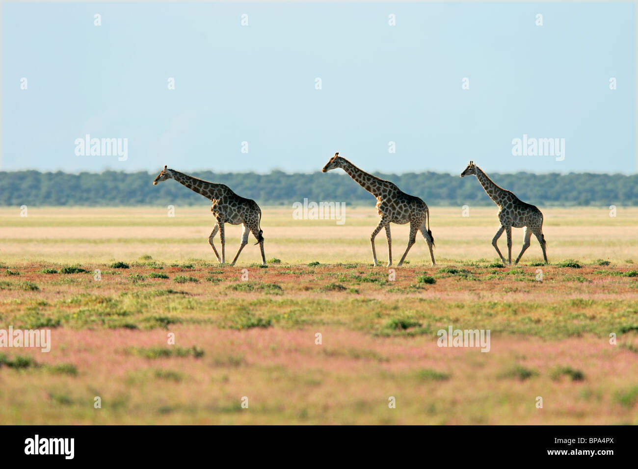 Tre le giraffe (Giraffa camelopardalis), camminare sopra le vaste pianure del Parco Nazionale di Etosha, Namibia, Sud Africa Foto Stock