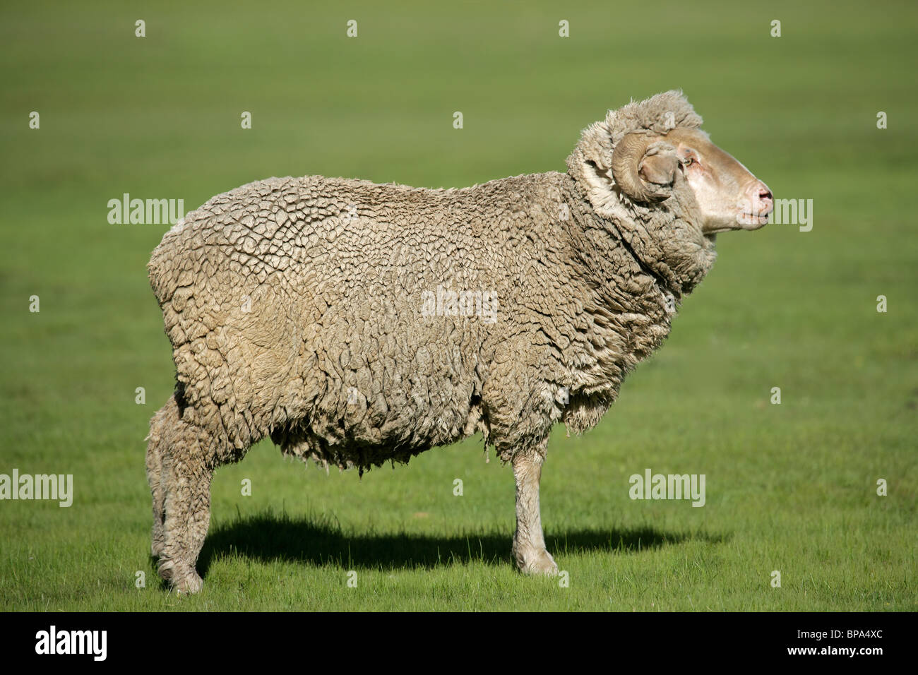 Un Pecore Merino in piedi in lussureggianti e verdi pascoli Foto Stock