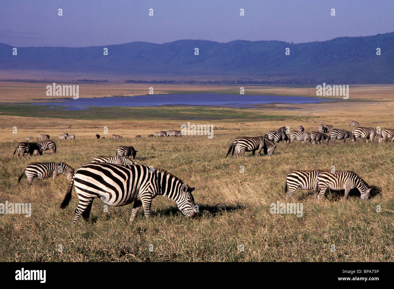 Zebre Equus quagga pascolare sulle piste interna del cratere di Ngorongoro Tanzania Foto Stock