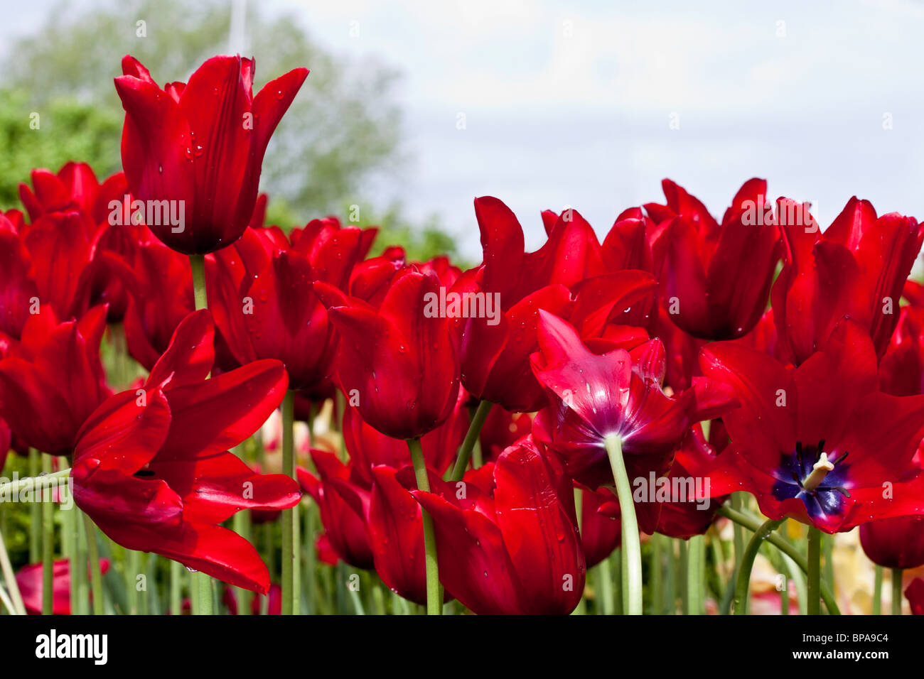 Tulipani georgette rossa da sotto sfondi angolari oggetti di colore di lusso di alta qualità Concept nessuno in alta risoluzione USA Foto Stock