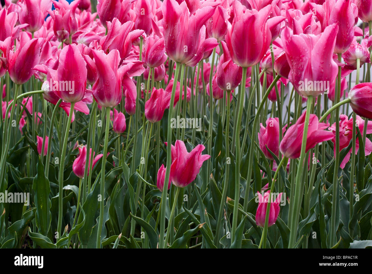 I tulipani rossi di Mariett all'inizio della primavera sono arrivati finalmente qui le foto verdi della natura lo sfondo completo gli sfondi di lusso di alta qualità negli Stati Uniti ad alta risoluzione Foto Stock