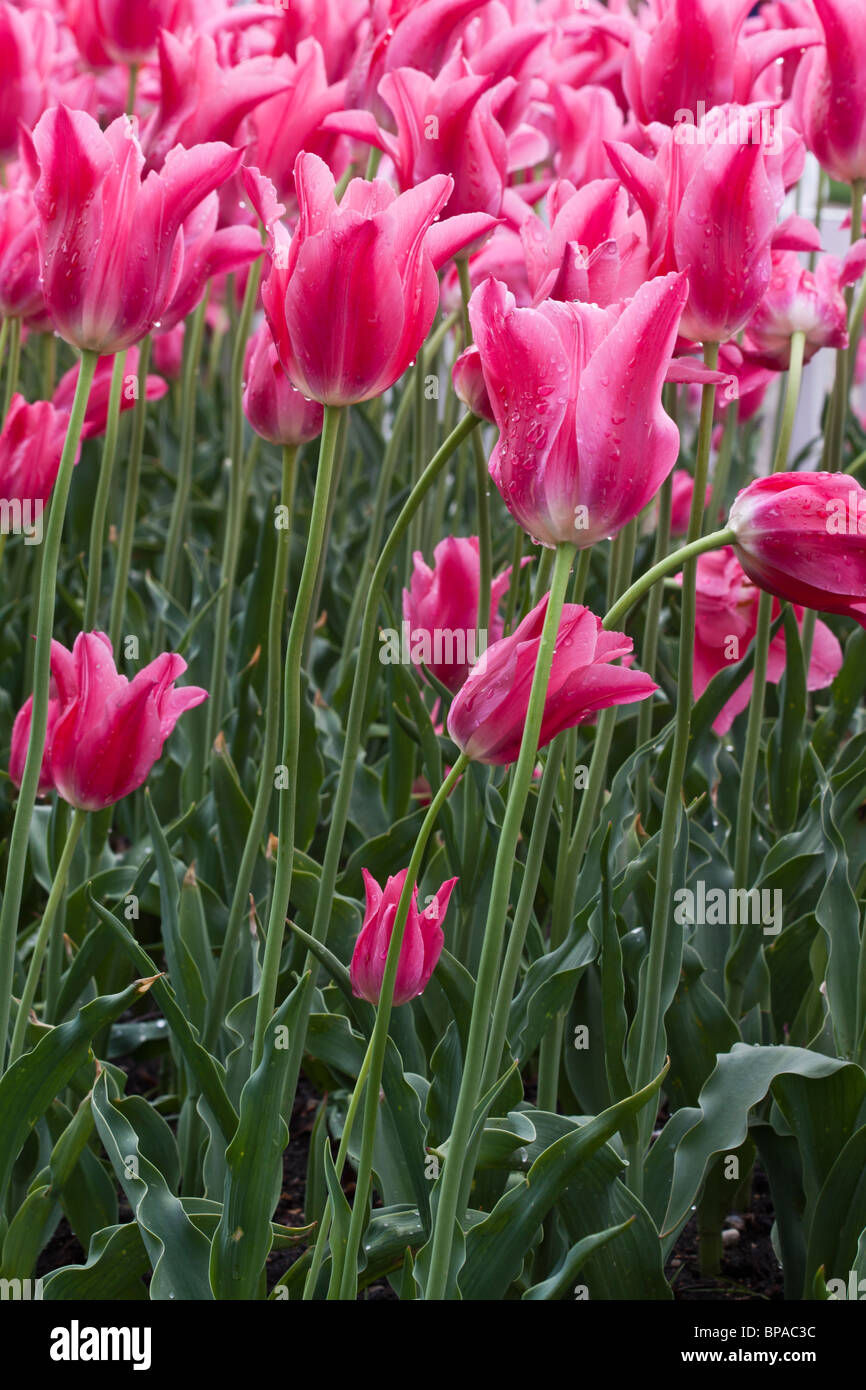 Tulip Time Festival Olanda Michigan negli Stati Uniti tulipani rossi Mariette sfondo full frame sfondi premium di lusso vista frontale verticale ad alta risoluzione Foto Stock