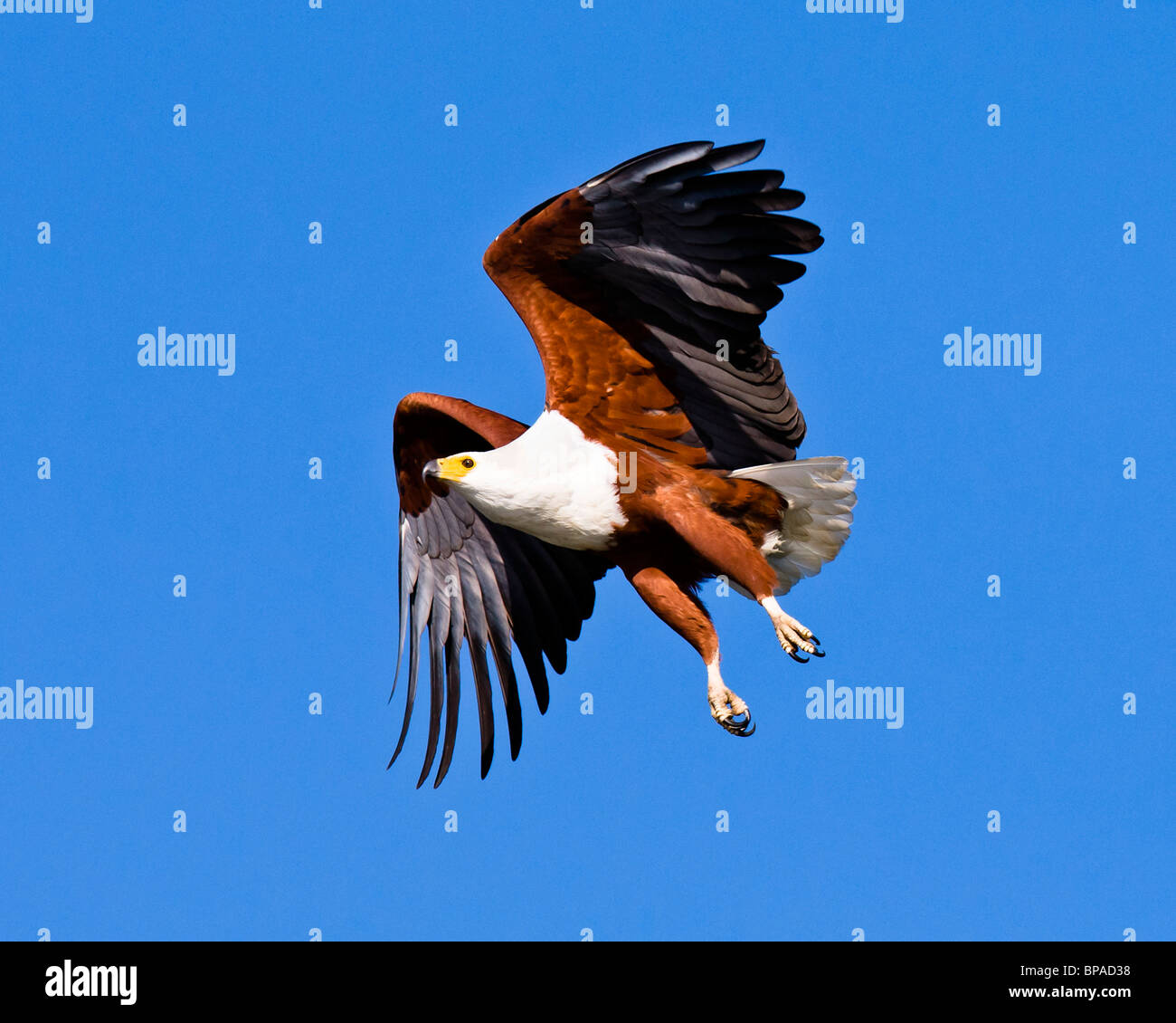 African Fish Eagle (Haliaeetus vocifer), Botswana, Giugno 2009 Foto Stock