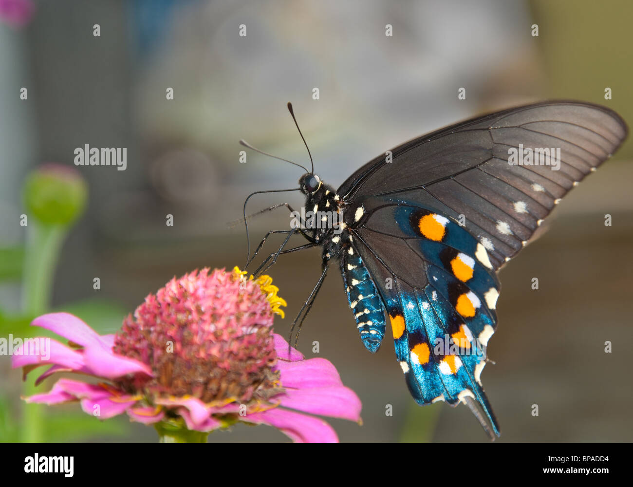 Verde a farfalla a coda di rondine su rosa Zinnia Foto Stock