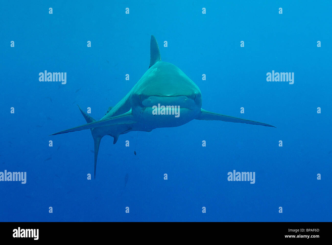 Silky shark nuoto off Daedalus Reef, Mar Rosso, off costa di Egitto Foto Stock