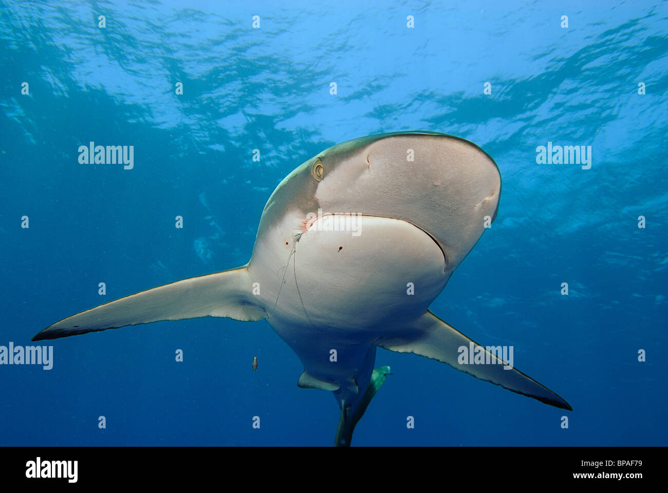 Silky shark nuoto off Daedalus Reef, Mar Rosso, off costa di Egitto Foto Stock