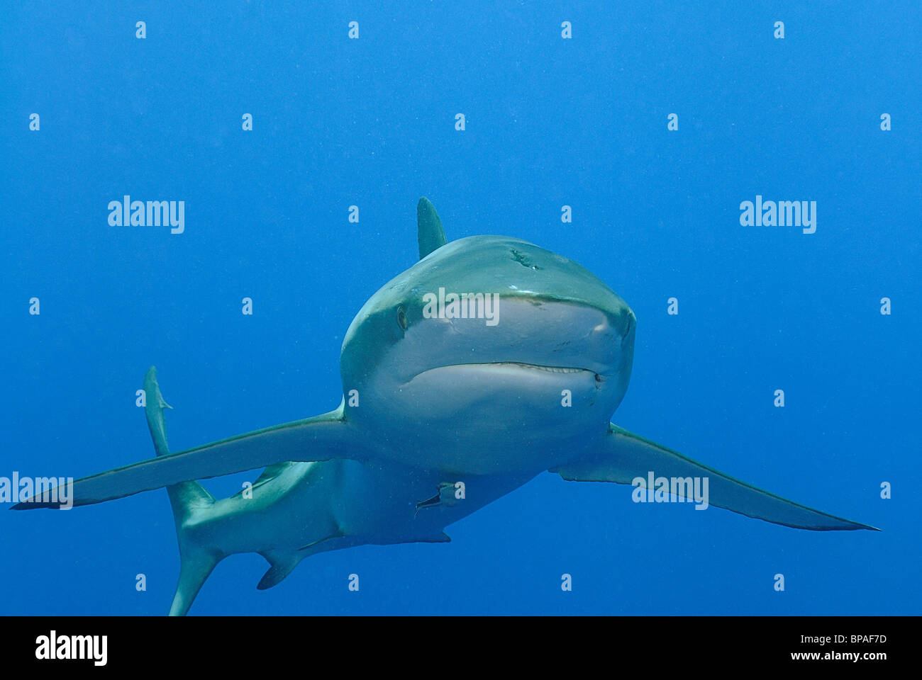 Silky shark nuoto off Daedalus Reef, Mar Rosso, off costa di Egitto Foto Stock