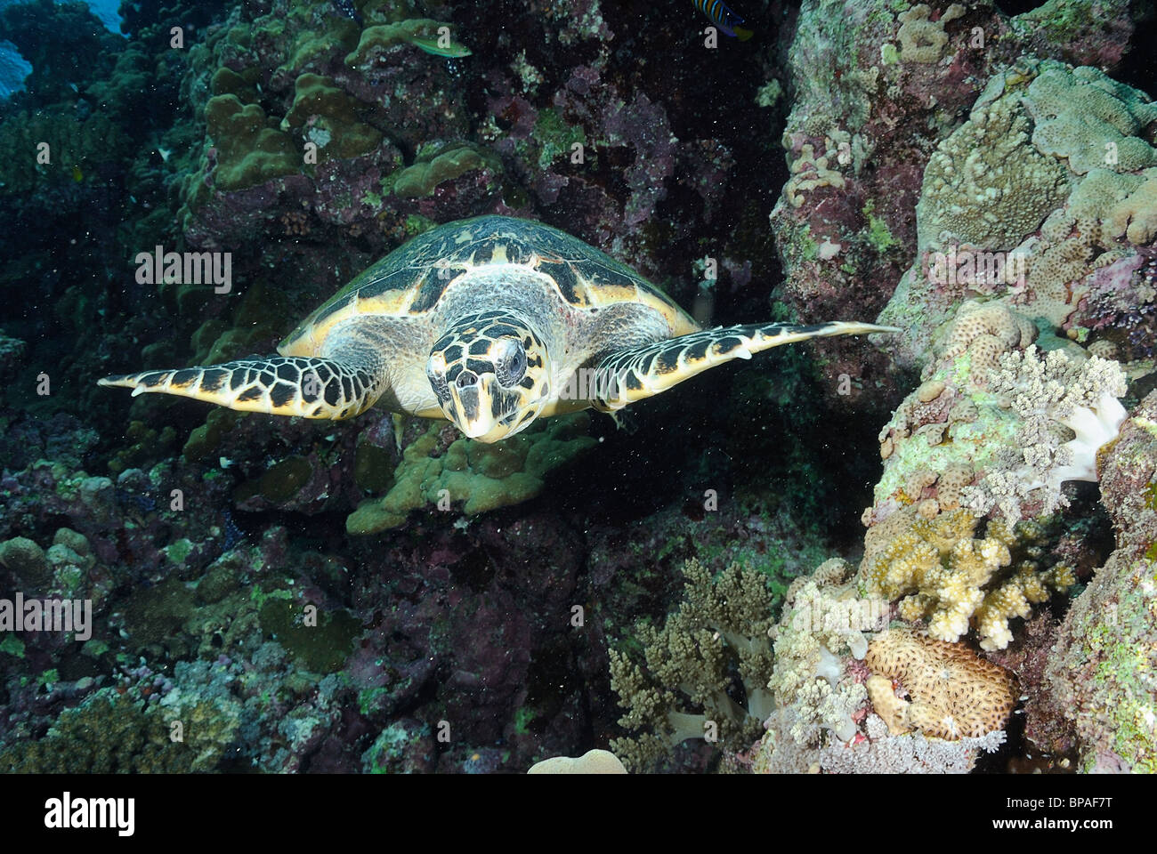Tartaruga Caretta off fratelli isole, Mar Rosso, Egitto off coast Foto Stock