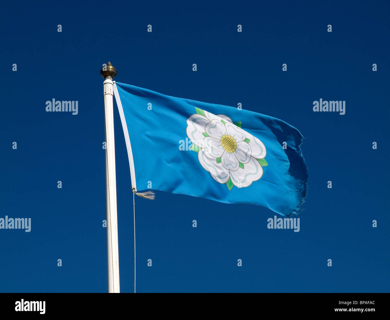 Gazzetta Yorkshire County bandiera con una rosa bianca su fondo blu Foto Stock
