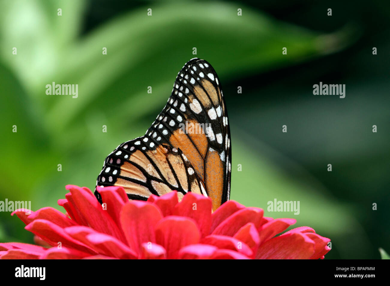 Farfalla monarca, Danaus plexippus, con le ali ripiegate che spuntavano di un fiore rosso. New Jersey, USA, America del Nord Foto Stock