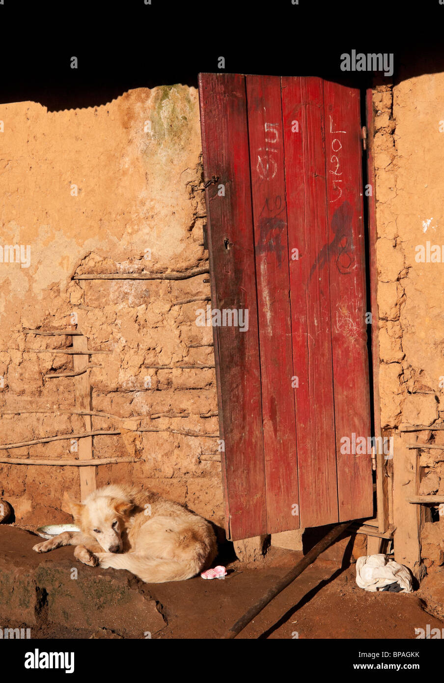 Cane dormire fuori casa di fango Ranomafana, Madagascar Foto Stock