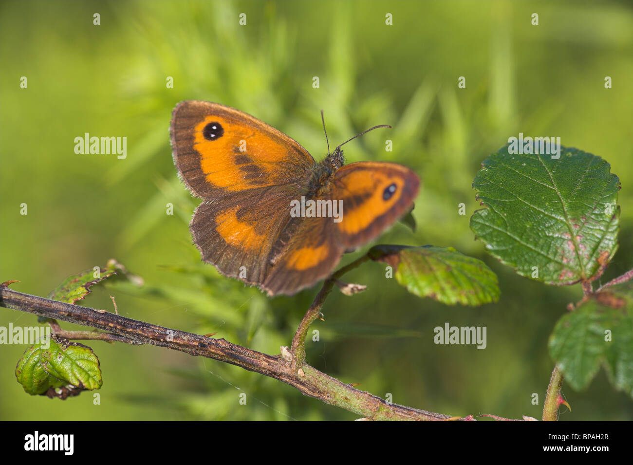 Gatekeeper Pyronia tithonus (Hedge Brown) maschio butterfly crogiolarsi su rovo a Durlston Country Park, Dorset in luglio. Foto Stock