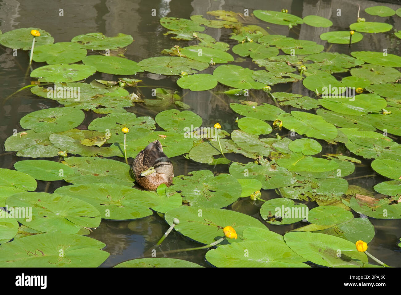 Una papera in un stagno tra le ninfee Foto Stock