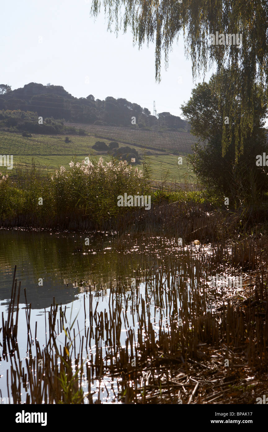 Un laghetto con vigneti in distanza a Rhebokskloof winery di Paarl regione del Sud Africa winelands. Foto Stock