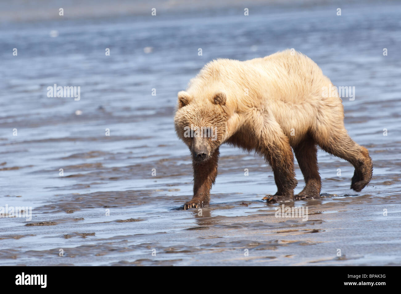 Foto di stock di una bionda-fase Alaskan orso bruno camminando attraverso le piane di marea a bassa marea. Foto Stock
