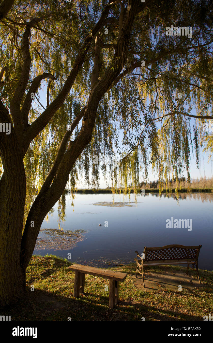 Un banco seduto sotto un salice sul bordo di una ancora, tranquillo laghetto. Foto Stock