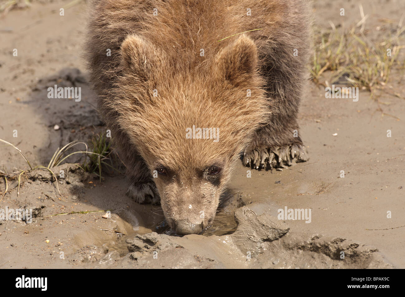 Foto di stock di un Alaskan brown Bear Cub bere da una piccola pozza d'acqua, il Parco Nazionale del Lago Clark, Alaska Foto Stock
