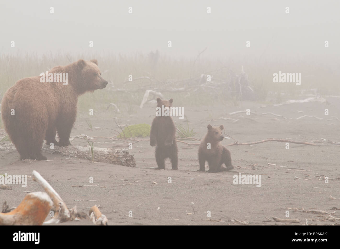 Foto di stock di un orso bruno sow e due cuccioli sulla spiaggia nella nebbia, il Parco Nazionale del Lago Clark, Alaska. Foto Stock