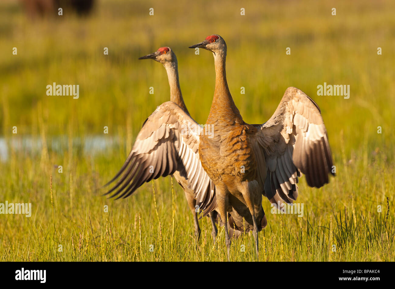 Foto di stock di un sandhill gru in un display territoriale con le sue ali aperte, in un prato, il Parco Nazionale del Lago Clark, Alaska. Foto Stock