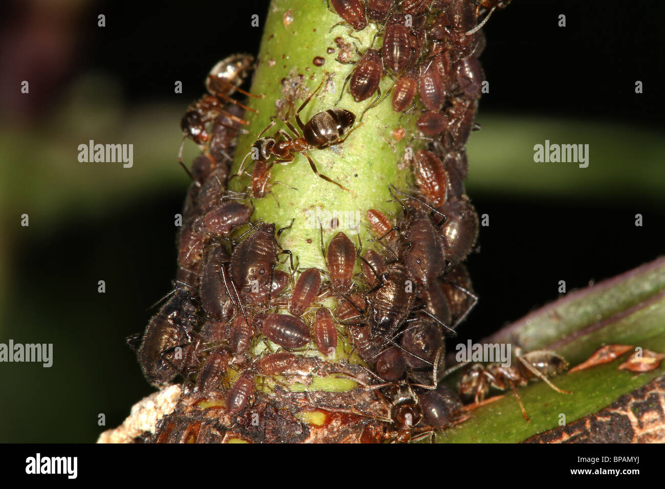 Allevamento di formiche afidi sulla pianta di rose per dolcezza melata  escreta dagli insetti Foto stock - Alamy