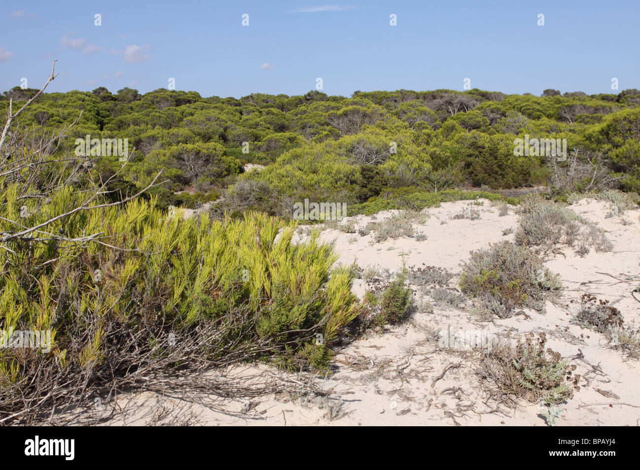 Maiorca dune di sabbia e alberi di pino a Ses Covetes beach parte della costa a Es Trenc Foto Stock