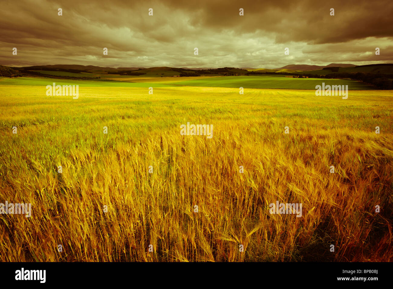 Il grano in un campo in South Lanarkshire, Scozia Foto Stock