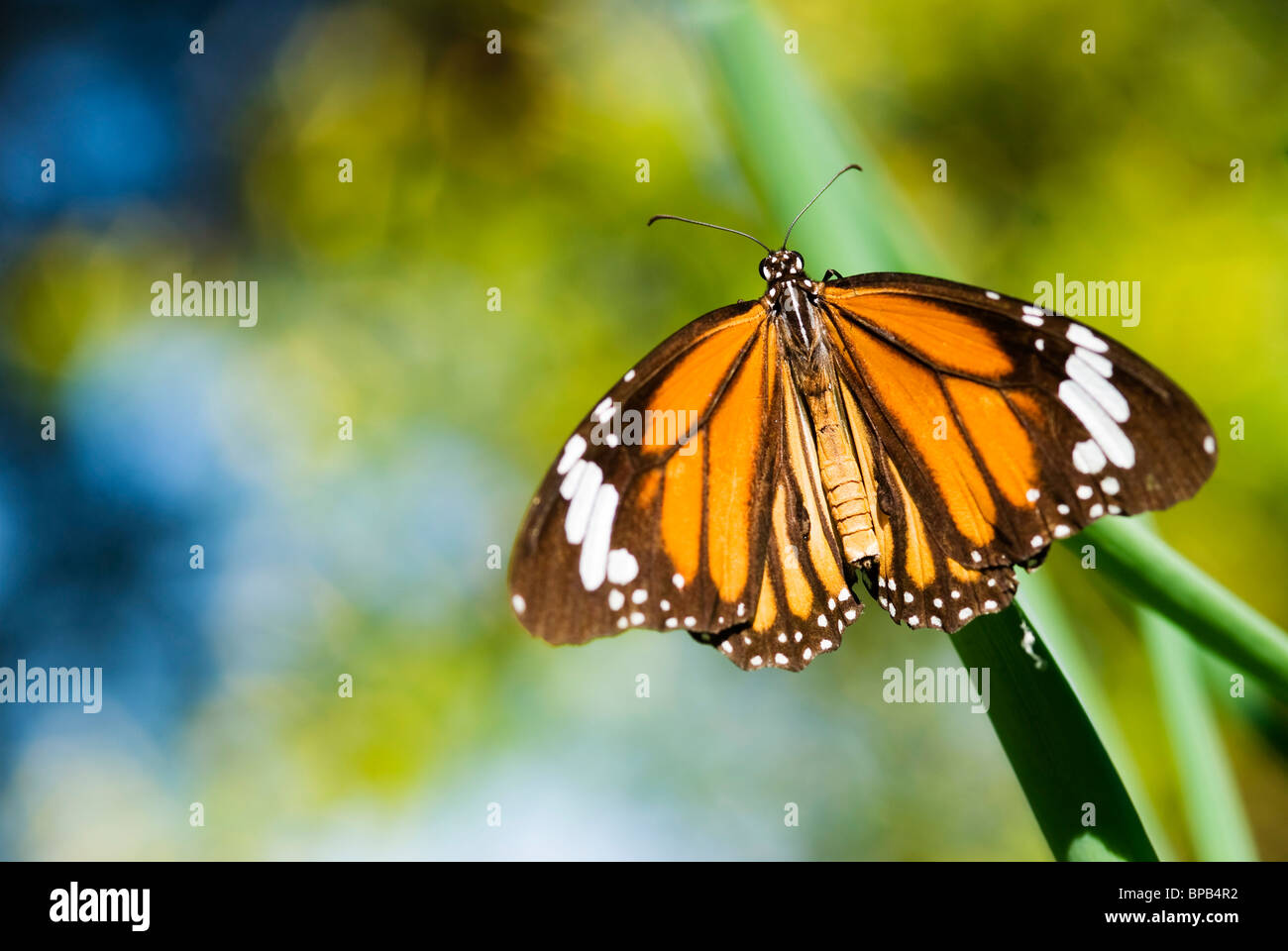 Farfalla colorata prendere un periodo di riposo di erba (salatura genutia) Foto Stock