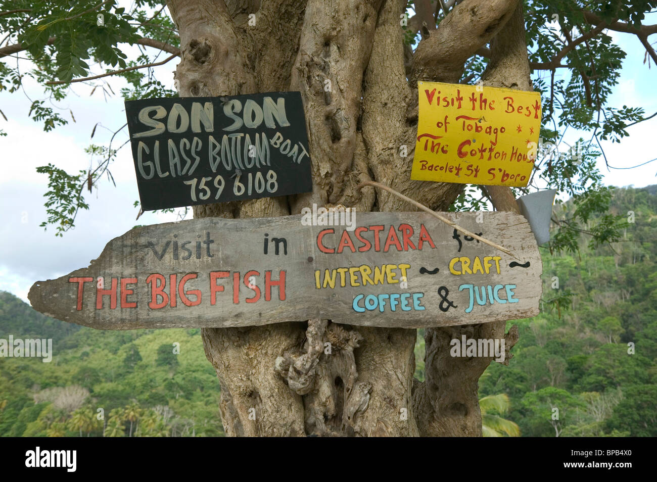 Segno su un albero, Castara, Tobago. Foto Stock