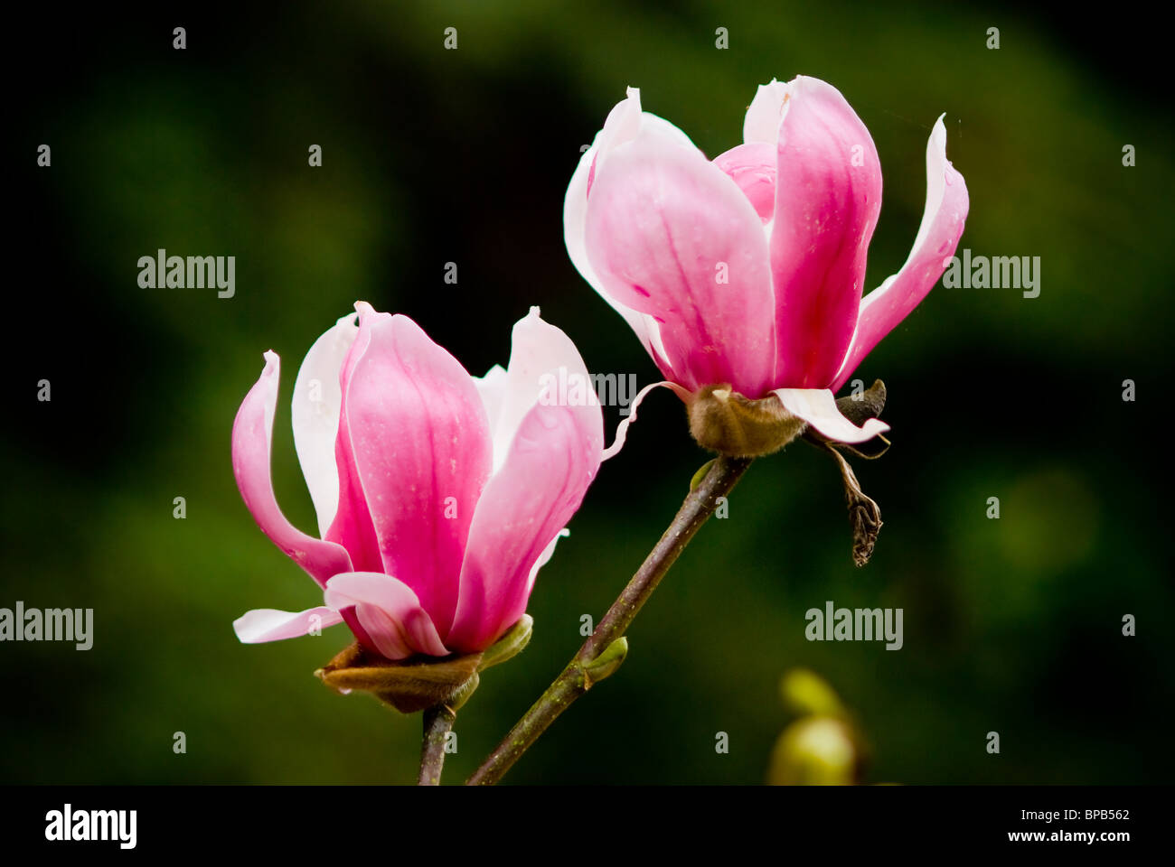 Due grandi fiori di colore rosa fioritura. Foto Stock