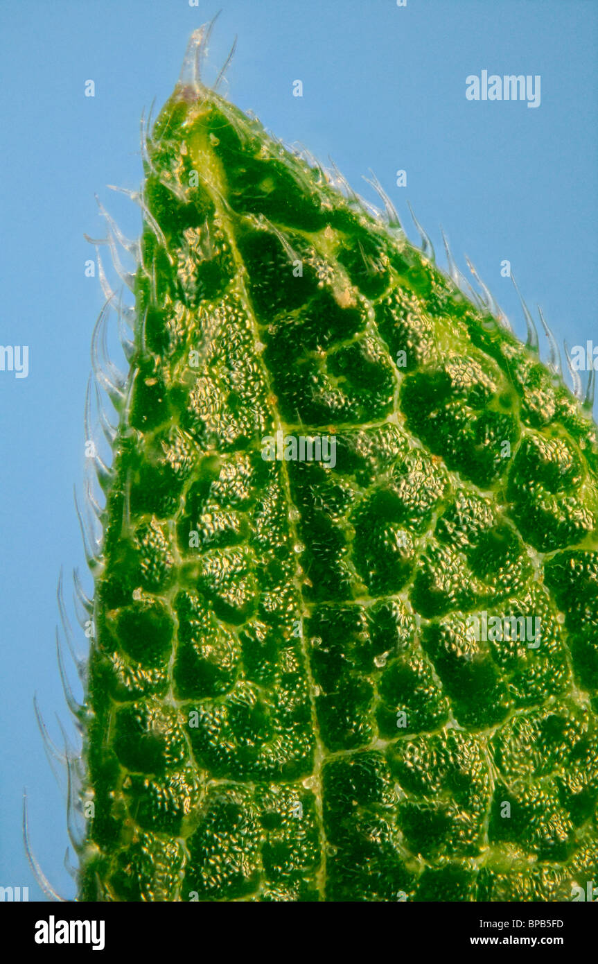 Extreme close up di un ortica, Urtica dioica, mostrando i peli difensivo, Foto Stock
