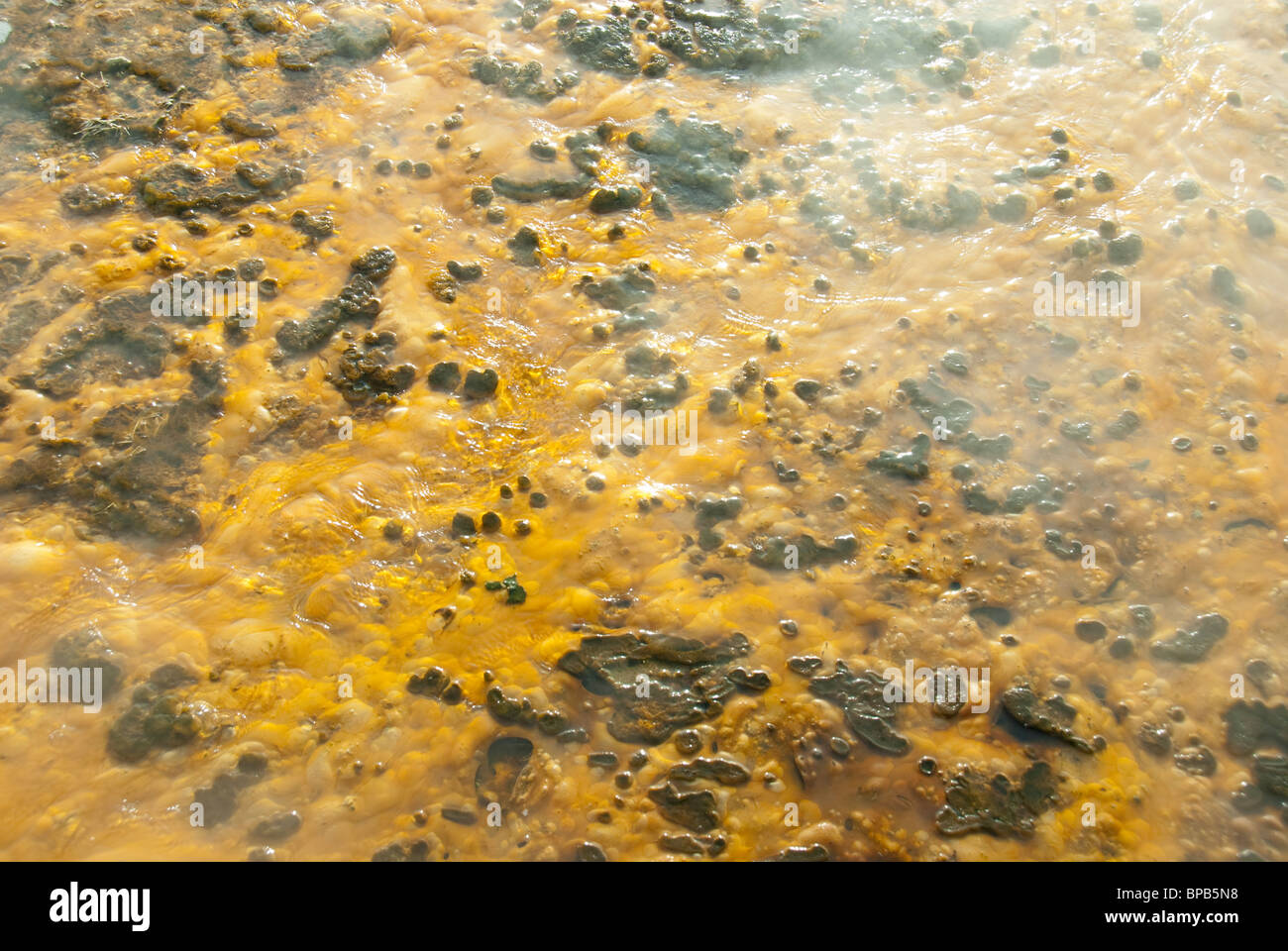 Stati Uniti d'America, Wyoming. Parco Nazionale di Yellowstone, West Thumb Geyser Basin Trail. Batteri termica mat. Foto Stock