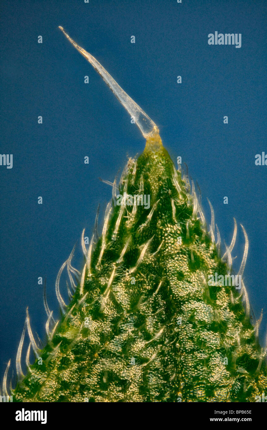 Extreme close up di un ortica, Urtica dioica, mostrando i peli difensiva. Uno di essi un prominente tricoma in corrispondenza della punta. Foto Stock