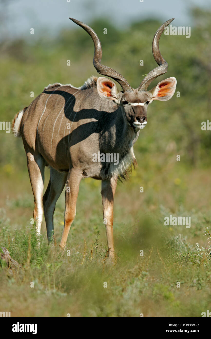 Grande maschio Kudu antilope (Tragelaphus strepsiceros), il Parco Nazionale di Etosha, Namibia, Sud Africa Foto Stock