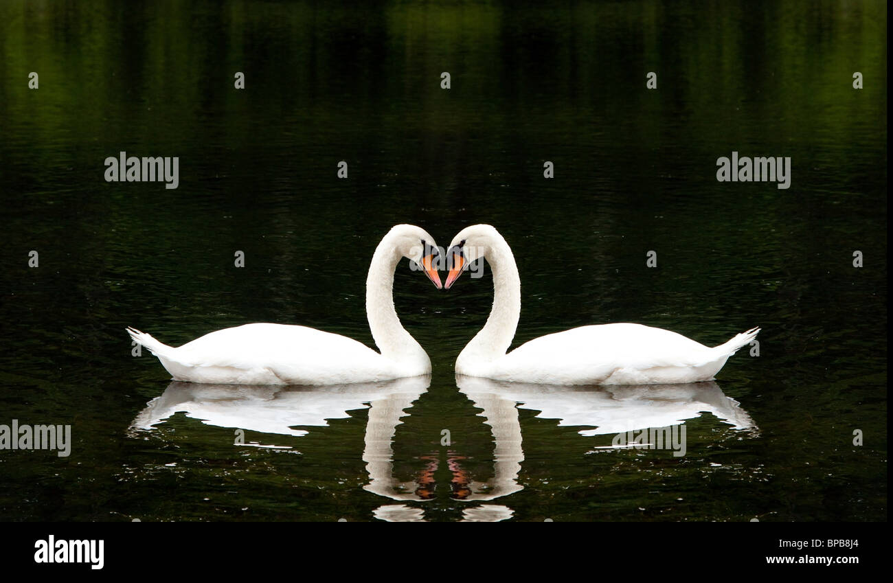 Due bellissimi cigni bianchi romanticamente insieme creando una forma di cuore in un lago. Foto Stock