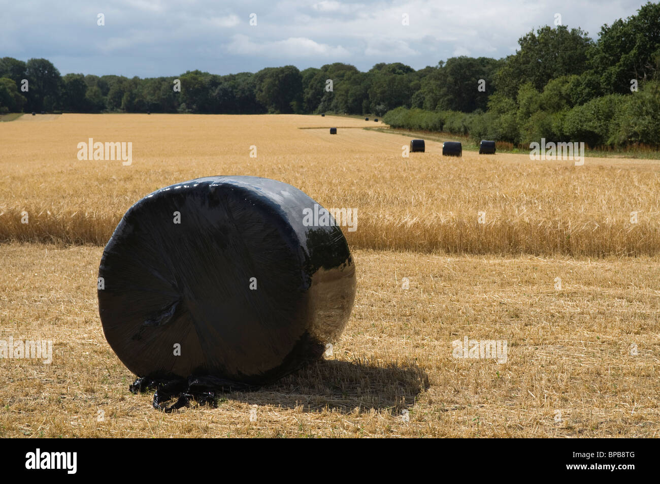 Balle di raccolti memorizzati in nero dei sacchetti di plastica per creare insilato come animale da azienda di mangime per bestiame e foraggi. Foto Stock