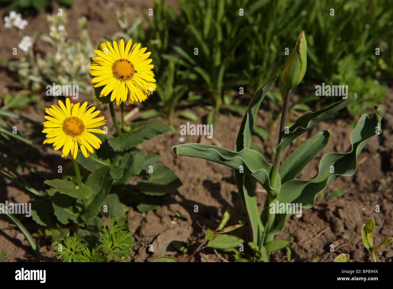 Leopard's Bane (Doronicum orientale) in massa Foto Stock