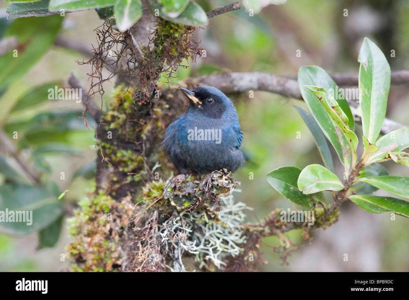 Flowerpiercer mascherato (Diglossa cyanea cyanea) Foto Stock