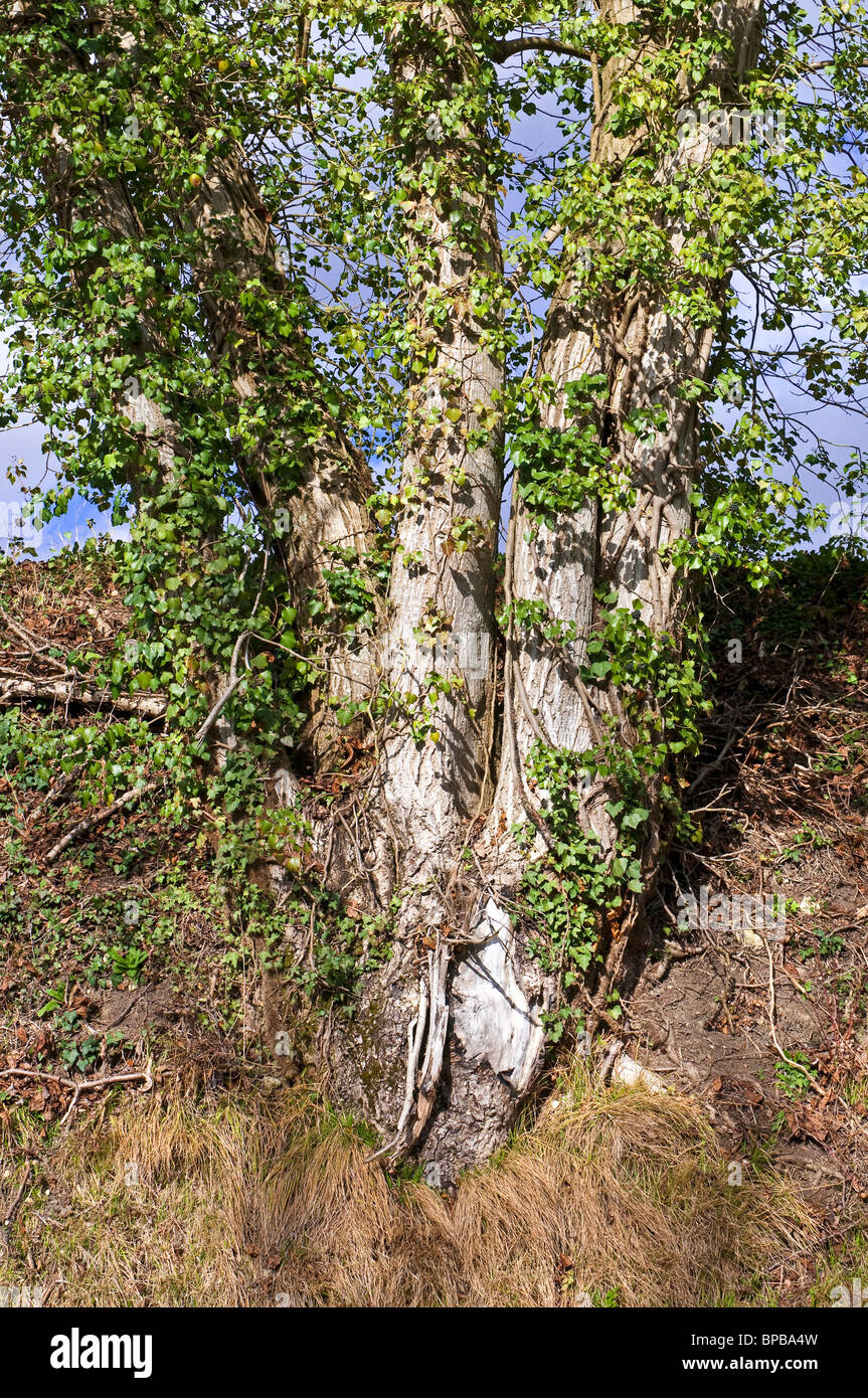 Coperto di edera tronchi di alberi che crescono in terra banca - sud-Touraine, Francia. Foto Stock