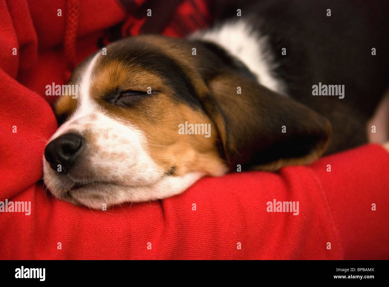Cani Che Dormono Immagini E Fotos Stock Alamy