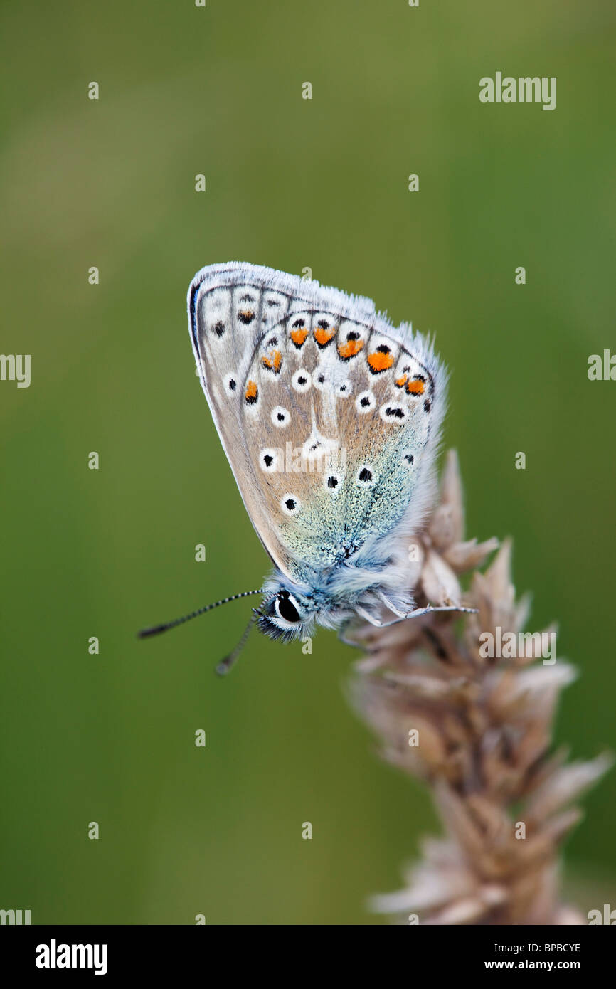 Comune di Blue Butterfly; Polyommatus icarus; underwing Foto Stock