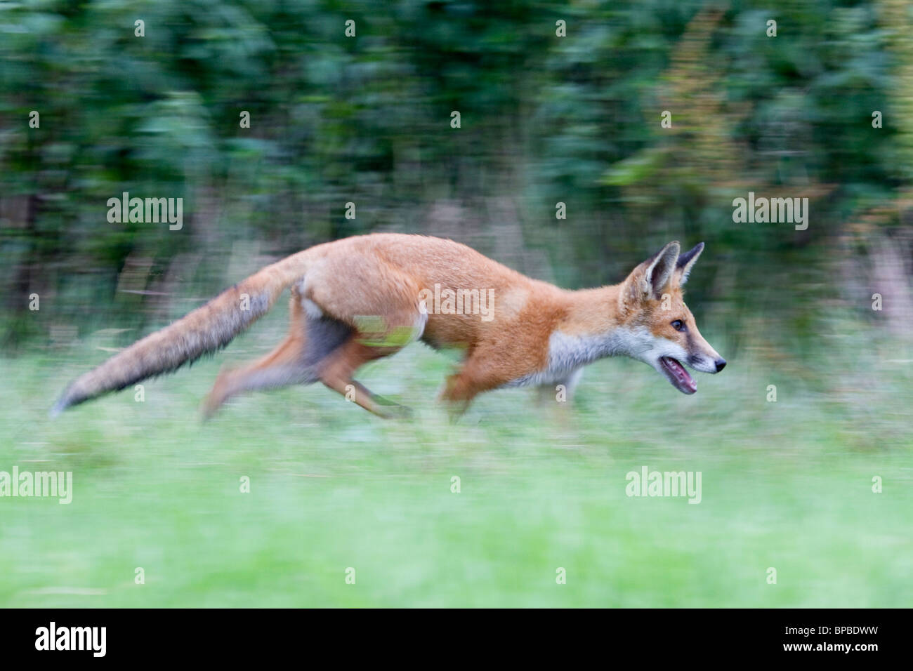 Fox Cub; Vulpes vulpes; maschio in esecuzione Foto Stock