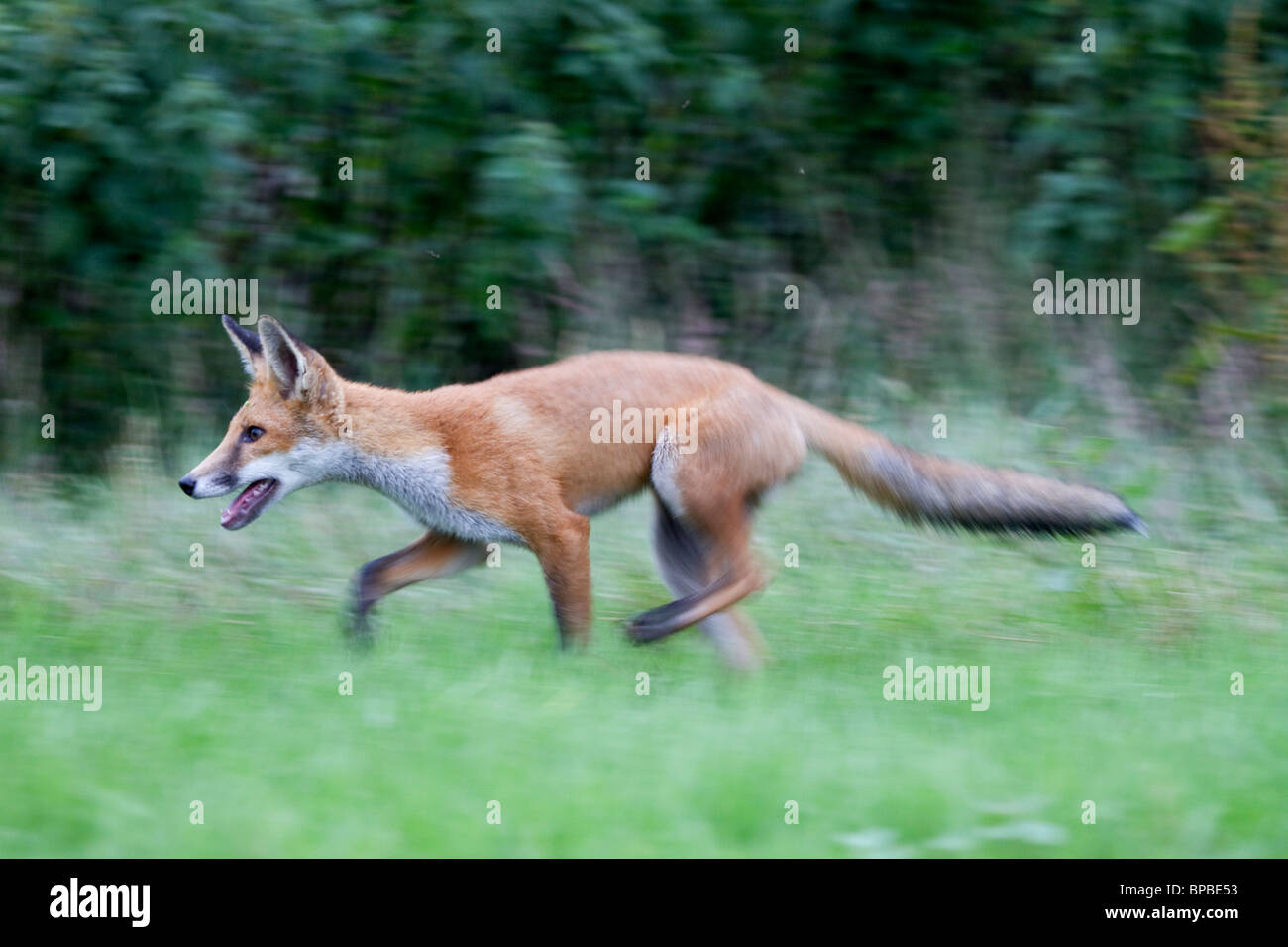 Fox cub; Vulpes vulpes; maschio in esecuzione Foto Stock