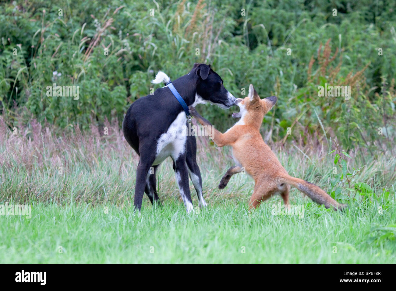 Fox Cub; Vulpes vulpes; maschio giocando con un cane Foto Stock