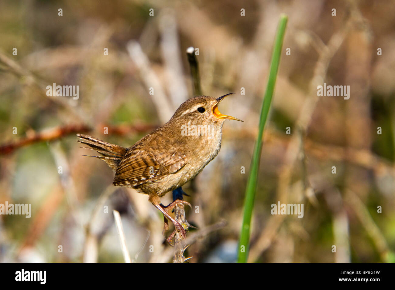 Wren; Troglodytes; troglodytes; nel brano Foto Stock