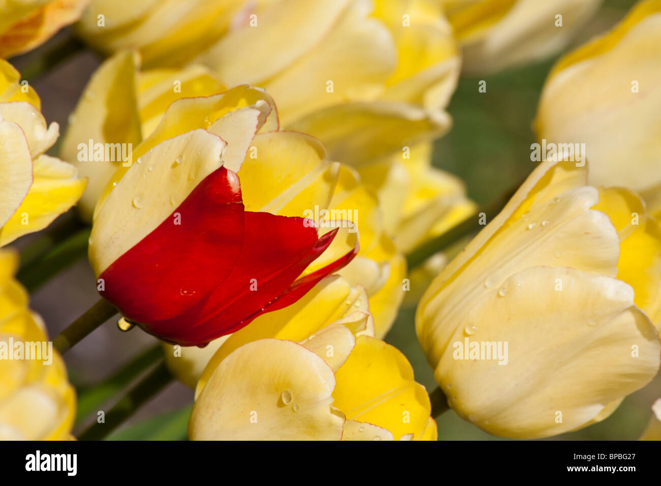 Tulip Time festival olandese Olanda Michigan Stati Uniti d'America tulipani gialli Blushing bellezza fiori carta da parati telefono per cellulare sfondi fotografia foto hi-res Foto Stock